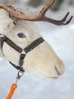 Reindeer: Reindeer in deep snow during the arctic winter