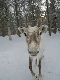 Nose: Reindeer in deep snow during the arctic winter