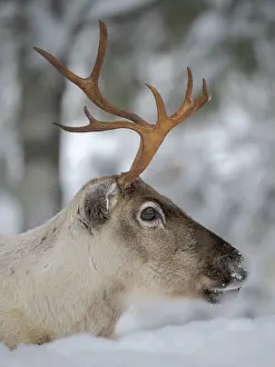 Reindeer: Reindeer in deep snow during the arctic winter