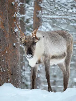 Reindeer: Reindeer in deep snow during the arctic winter