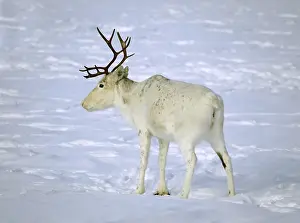 Swedish: Reindeer in Finnmark near Inari