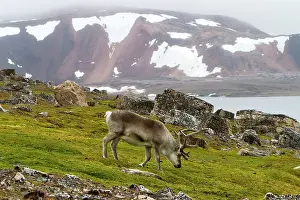Alesund: Reindeer - grazing in the tundra. Ny-Alesund