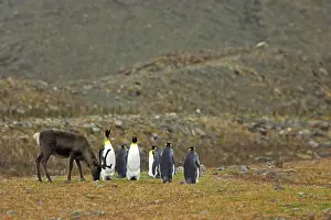 Reindeers: Reindeer with King Penguins