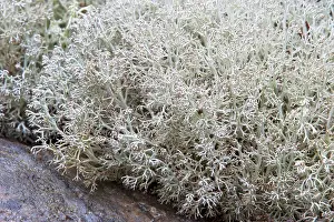 Temp: Reindeer Lichen