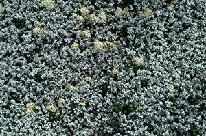 Lisa Svedberg: Reindeer LICHEN - in black spruce woods