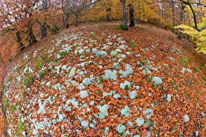 Covering: Reindeer Lichen, covering woodland floor in beech