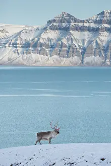 Platyrhynchus: Reindeer - male in snow - Svalbard, Norway