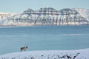 Platyrhynchus: Reindeer - male in snow - Svalbard, Norway