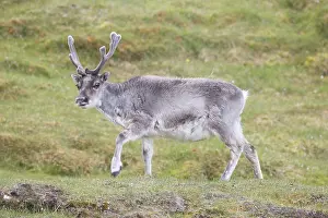 Velvet: Reindeer - male in summer - Svalbard, Norway
