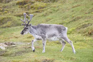 Velvet: Reindeer - male in summer - Svalbard, Norway