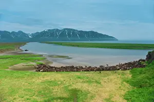 Inuit: Reindeer migration (Rangifer Tarandus) at