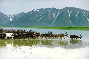 Inuit: Reindeer migration (Rangifer Tarandus) at