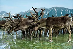 Inuit: Reindeer migration (Rangifer Tarandus) at