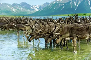 Inuit: Reindeer migration (Rangifer Tarandus) at