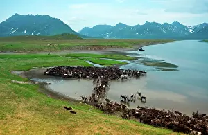 Fire: Reindeer migration (Rangifer Tarandus) at