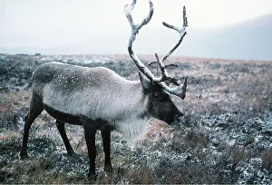 Moors: REINDEER on moor