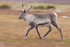 Reindeer: Reindeer motion