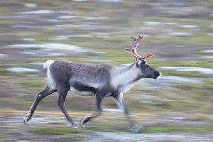 Reindeer: Reindeer motion