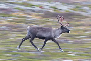 Reindeer: Reindeer motion