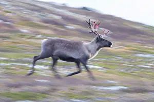 Reindeer: Reindeer motion