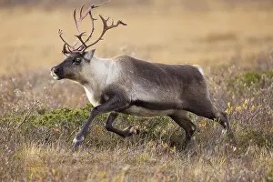 Reindeer: Reindeer motion