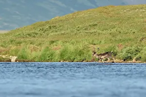 Cervid: Reindeer (Rangifer tarandus) on bank, Junction