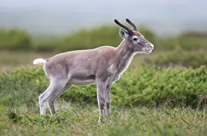 3000517: Reindeer (Rangifer tarandus) calf standing in t