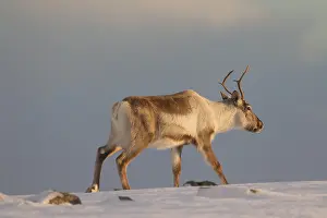 Ring: Reindeer (Rangifer tarandus) foraging in snow covered