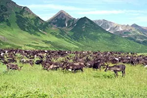 Migrating: Reindeer (Rangifer Tarandus) grazing in