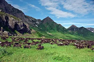 Migrating: Reindeer (Rangifer Tarandus) grazing in
