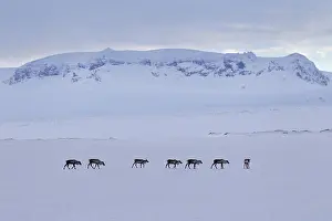 Ring: Reindeer (Rangifer tarandus) herd foraging in snow