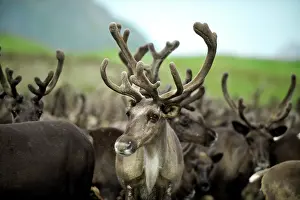 Inuit: Reindeer (Rangifer Tarandus) herd, Russian