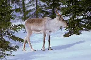 Wholly: Reindeer (Rangifer tarandus) on snow