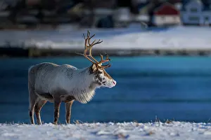 Villages: Reindeer (Rangifer tarandus) in the snow, Kringl