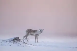Reindeer: Reindeer (Rangifer tarandus) in the snow, Varanger