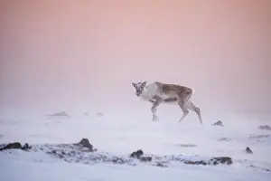 Reindeer: Reindeer (Rangifer tarandus) in the snow, Varanger