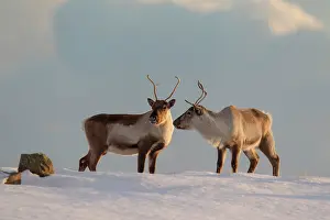 Platyrhynchus: Reindeer reindeers in snowy landscape