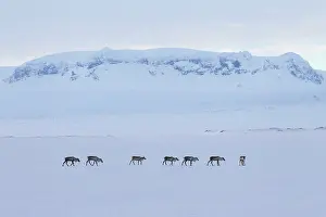 Platyrhynchus: Reindeer reindeers in snowy landscape