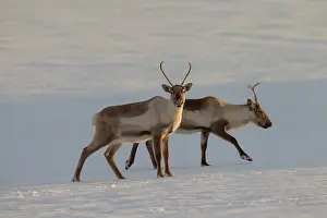 Platyrhynchus: Reindeer reindeers in snowy landscape