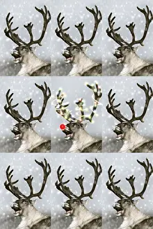 Rudolph: Reindeer, Rudolph the red-nosed Reindeer