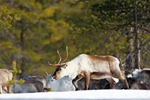Reindeers: Reindeer - in snow