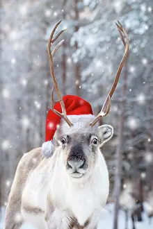 220522: Reindeer in the snow wearing a red santa hat