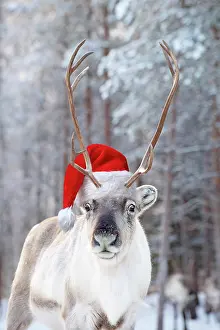 220522: Reindeer in the snow wearing a red santa hat