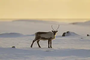 Reindeer: Reindeer in snowy landscape