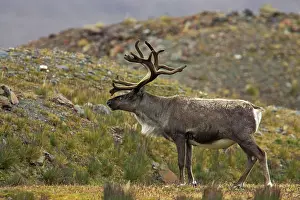 Reindeers: Reindeer - Stag