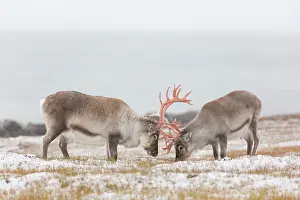 Platyrhynchus: Reindeer, Svalbard Reindeer - fighting bulls in