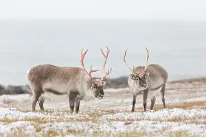 Platyrhynchus: Reindeer, Svalbard Reindeer - fighting bulls in