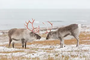 Platyrhynchus: Reindeer, Svalbard Reindeer - fighting bulls in