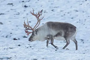 Platyrhynchus: Reindeer, Svalbard Reindeer - male in snow - Svalbard