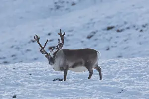 Platyrhynchus: Reindeer, Svalbard Reindeer - male in snow - Svalbard